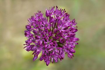 Allium caeruleum - Flieder-Lauch