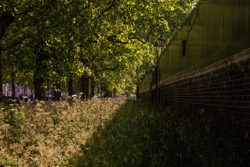 Perspective view of a wall with trees