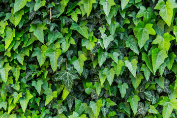 A wall of common ivy, Usuable as a background or texture