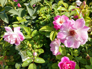 Beautiful rose flowers in nursery, rose flowers in garden