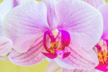 Beautiful light-purple phalaenopsis orchid flower, known as fluttering butterflies. Macro.