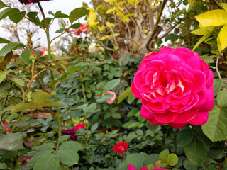 Beautiful rose flowers in nursery, rose flowers in garden