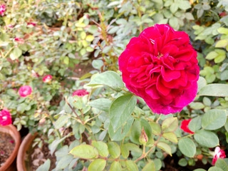 Beautiful rose flowers in nursery, rose flowers in garden