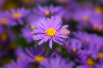 Obraz premium Purple Anemone soft flowers bouquet