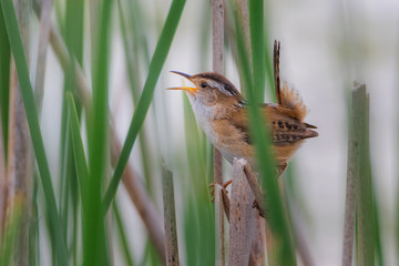 Sideview closeup of Marsh Wren singing in cattail field