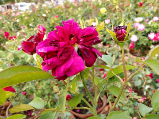 Beautiful rose flowers in nursery, rose flowers in garden