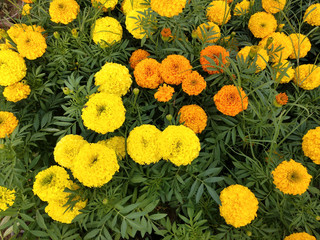 Marigolds shades of yellow and orange, Floral background