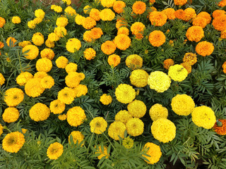 Fototapeta na wymiar Marigolds shades of yellow and orange, Floral background