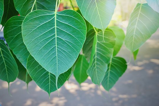 Green bothi leaves in the garden