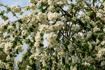 blossoming apple tree in spring