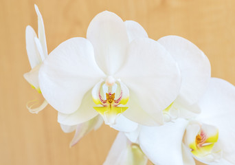 Fototapeta na wymiar White orchid flower, fragment, macro