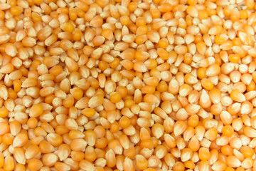 corn grain seed