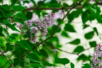 pink blossom tree foliage leaves nature garden scenic view nature