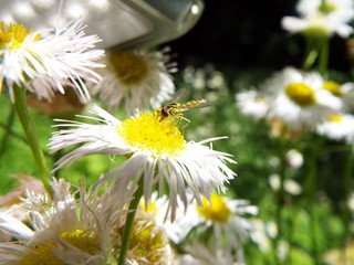 ヒラタアブ horse fly