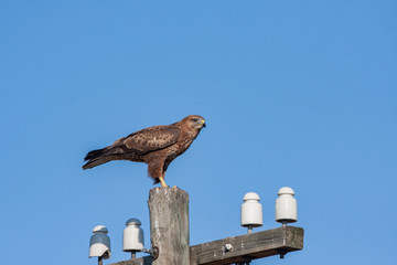 Common Buzzard - Birds of prey wildlife (Buteo buteo)