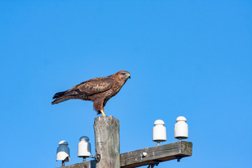 Common Buzzard - Birds of prey wildlife (Buteo buteo)