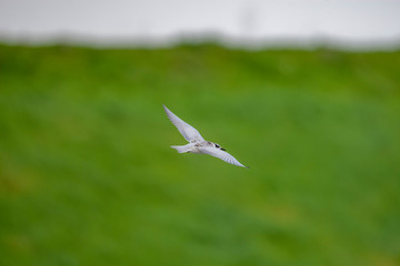 little gull, or hydrocoloeus minutus, bird starting to to fly.