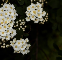 Small white flowers on a green background. Flowering tree