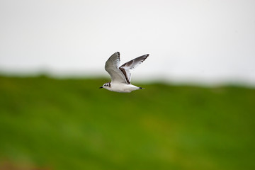 little gull, or hydrocoloeus minutus, bird starting to to fly.