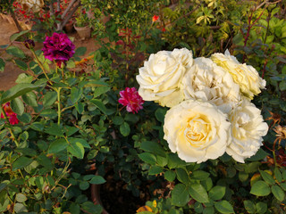 Beautiful rose flowers in nursery, rose flowers in garden