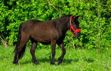 A horse walks on green nature