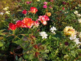 Beautiful rose flowers in nursery, rose flowers in garden