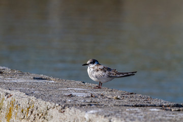 Little Gull, Hydrocoloeus minutus, wildlife bird.