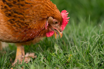 Chicken in the yard rural farming