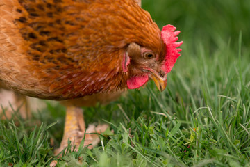 Chicken in the yard rural farming