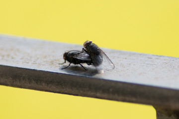 Flies mating