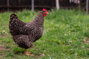 Chicken sitting in the yard farm 