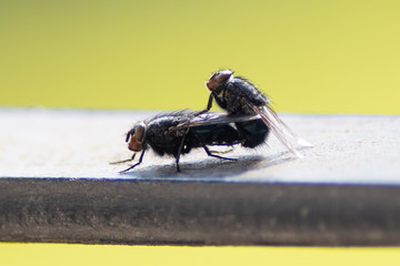 Flies mating