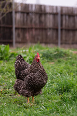 Chicken sitting in the yard farm 