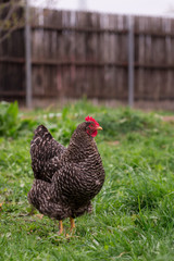 Chicken sitting in the yard farm 
