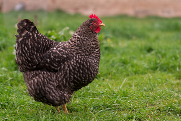 Chicken sitting in the yard farm 