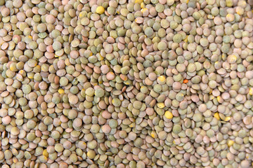 lentil seed
