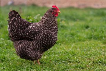 Chicken sitting in the yard farm 