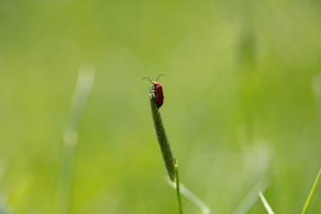 Beetle at the top