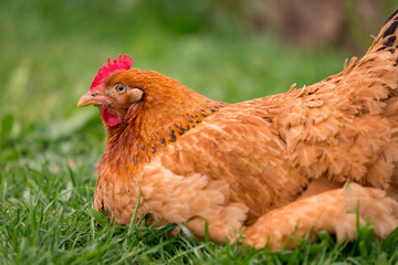 Chicken in the yard rural farming