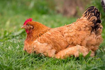 Chicken in the yard rural farming