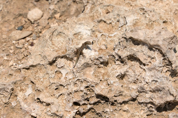 A very small lizard in the sun. Lizard on the rock. Wildlife of Cyprus.