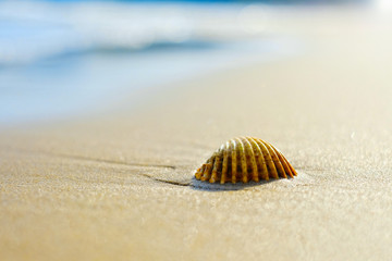 Tourist season. A large shell lies on the sandy beach of the Mediterranean Sea. Morning light. Blurred background.