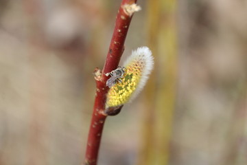 Fototapeta premium Bee On The Willow, Gold Bar Park, Edmonton, Alberta