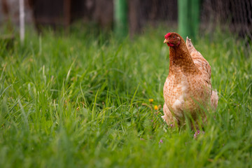 Chicken in the yard rural farming