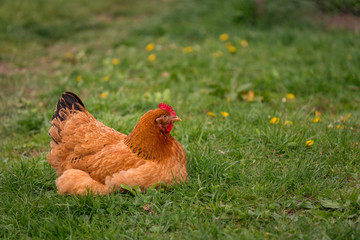 Chicken in the yard rural farming