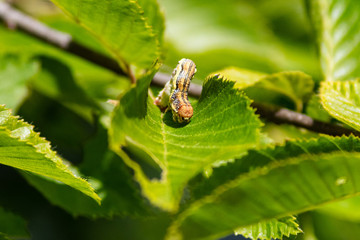 hungry caterpillar zoom