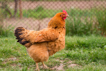 Chicken in the yard rural farming