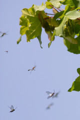 flying insects