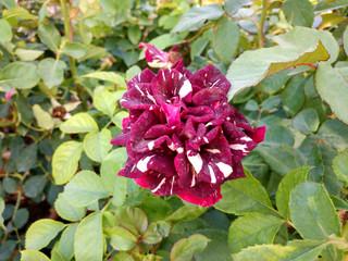 Beautiful rose flowers in nursery, rose flowers in garden