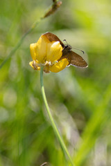 butterfly, moth, flower, buttercup, yellow, spring, summer